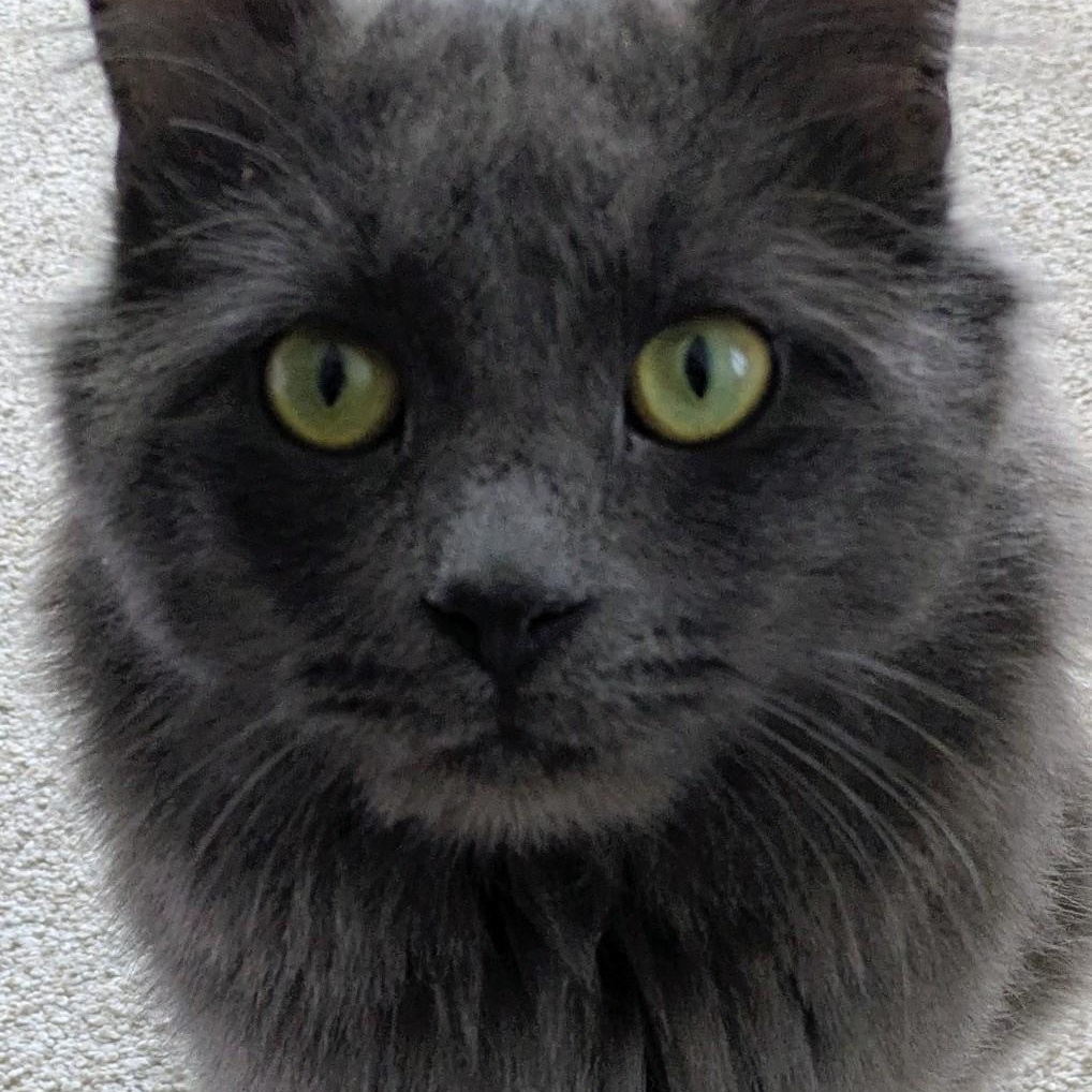 Enlarge Figgy, an adoptable Domestic Long Hair in Minneapolis, MN image 4/5