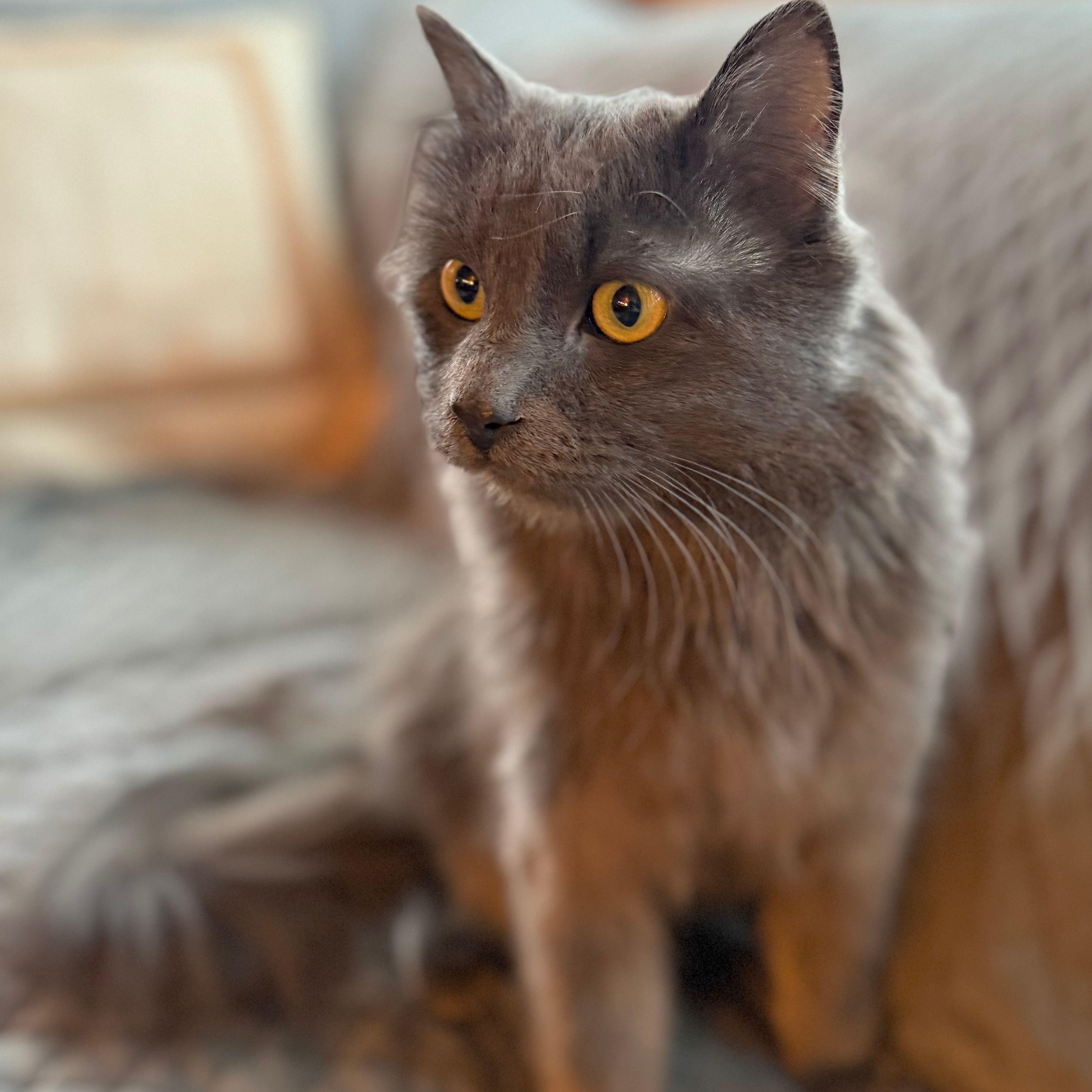 Enlarge Figgy, an adoptable Domestic Long Hair in Minneapolis, MN image 5/5