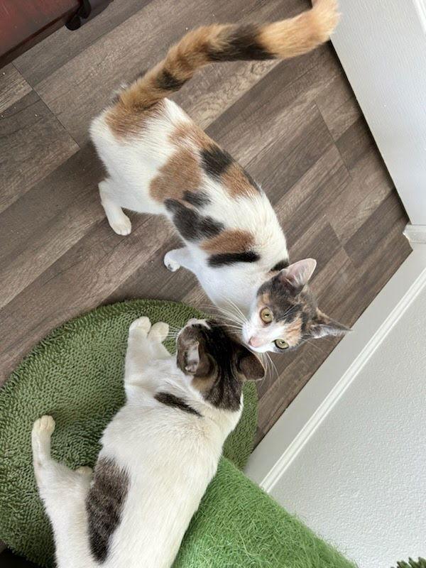 Buffy, Adoptable, Young Female Domestic Short Hair & Dilute Calico.