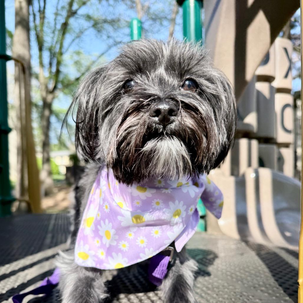 Birdie, Adoptable, Young Female Yorkshire Terrier & Shih Tzu.
