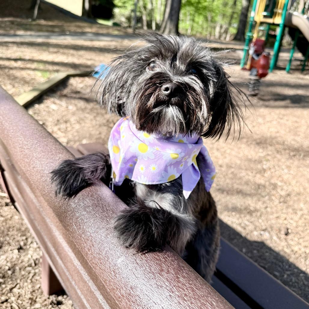 Enlarge Birdie, a Adoptable mixed breed in Fairfax, VA image 2/3