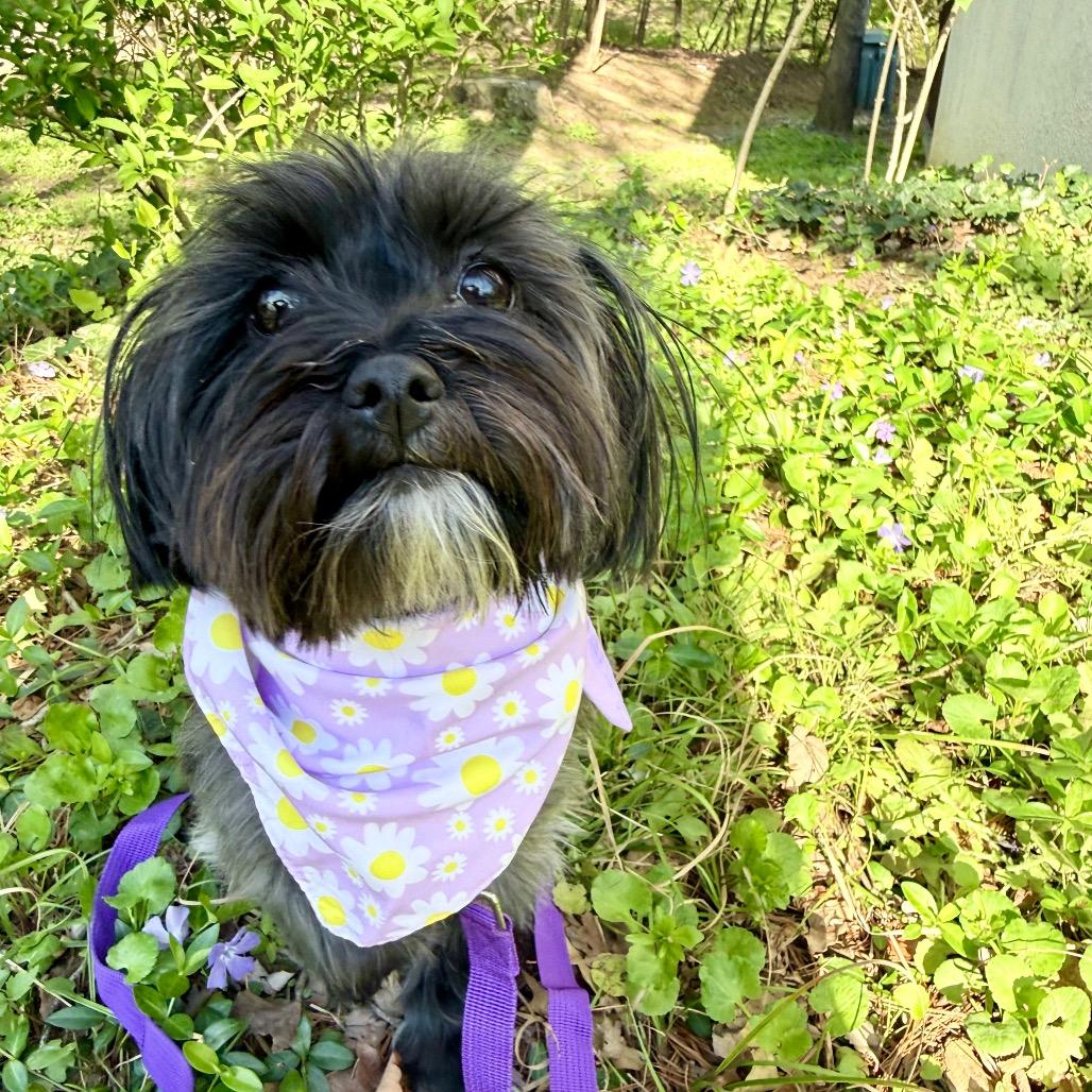 Enlarge Birdie, a Adoptable mixed breed in Fairfax, VA image 3/3