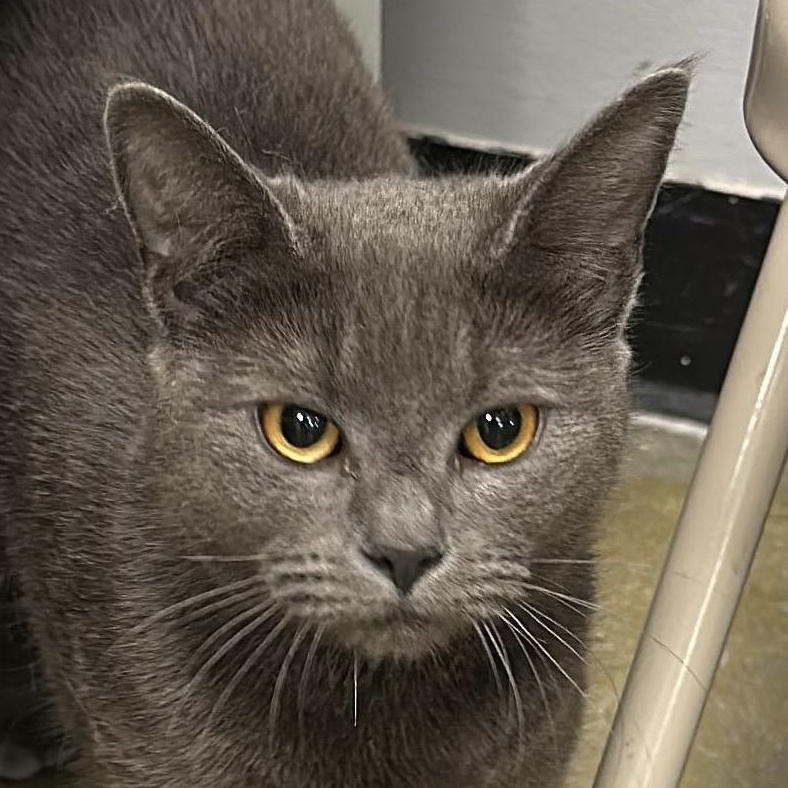 Andy, adopted, Young Female Domestic Short Hair.