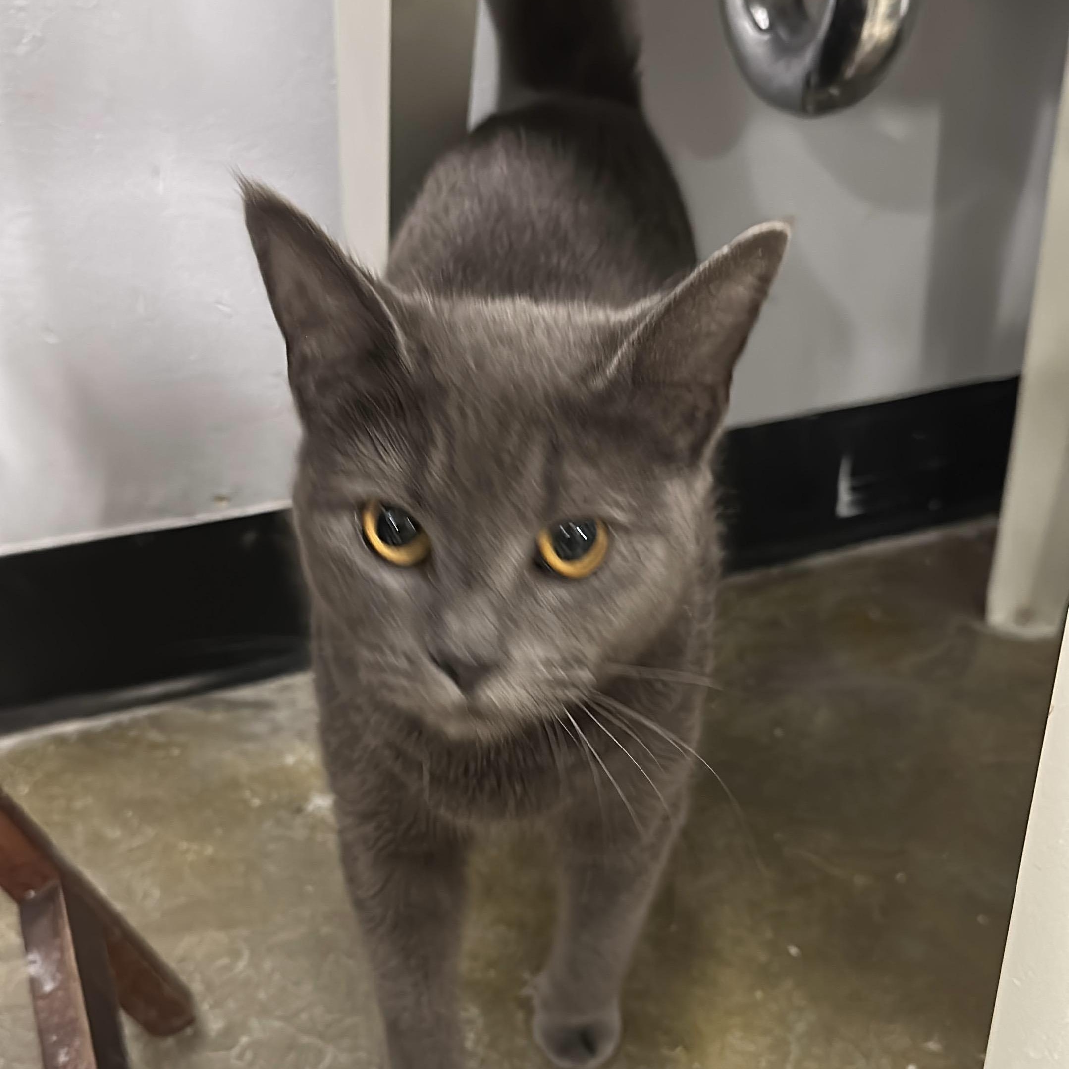 Andy, an adopted Domestic Short Hair in Maple Shade, NJ image 2/2
