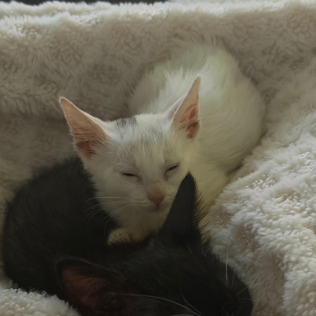 Enlarge Heaven, a Adoptable Domestic Short Hair in San Antonio, TX image 2/6