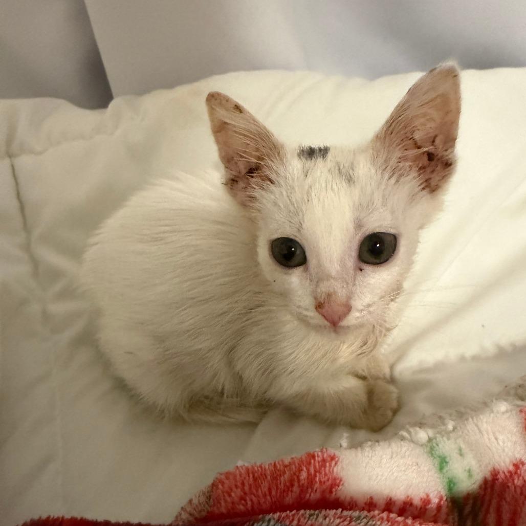 Enlarge Heaven, a Adoptable Domestic Short Hair in San Antonio, TX image 3/6