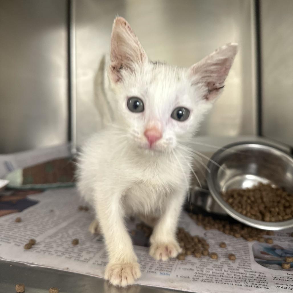 Enlarge Heaven, a Adoptable Domestic Short Hair in San Antonio, TX image 4/6