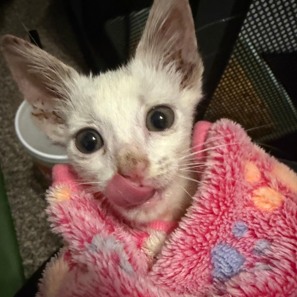 Enlarge Heaven, a Adoptable Domestic Short Hair in San Antonio, TX image 5/6