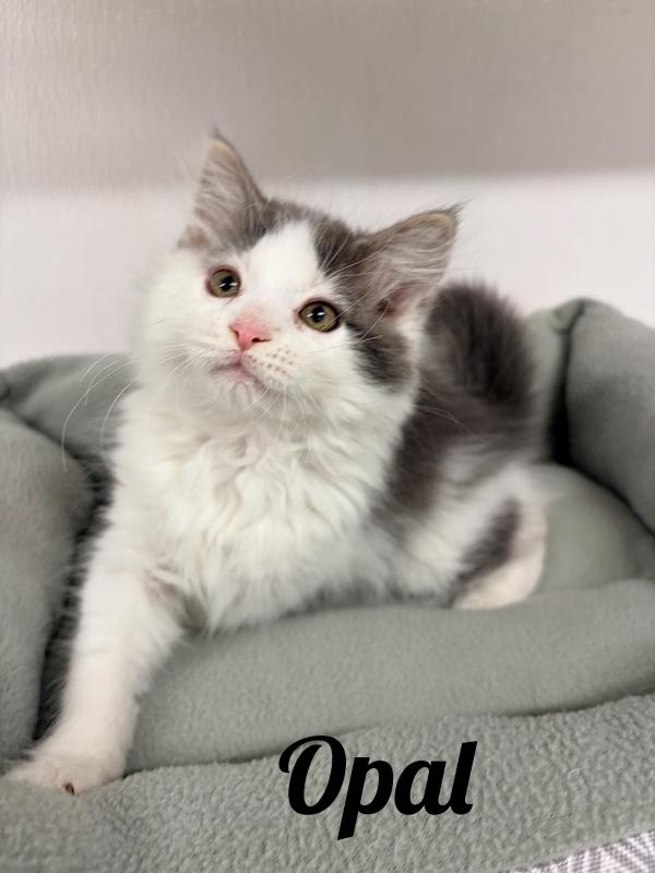 Opal, adopted, Kitten Female Domestic Long Hair.