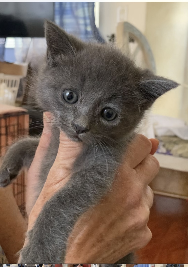 BEEBEE and BOBO, a Adopted Russian Blue in santa monica , CA image 6/6