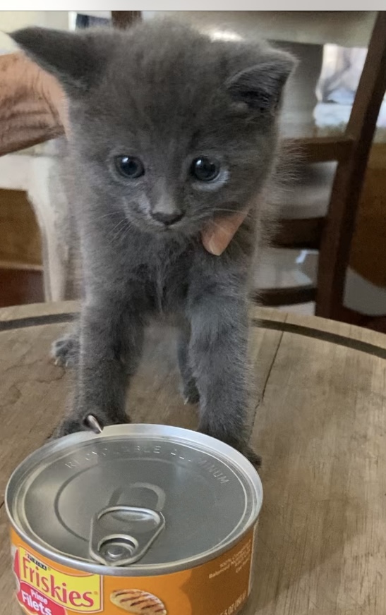 BEEBEE and BOBO, a Adopted Russian Blue in santa monica , CA image 3/6