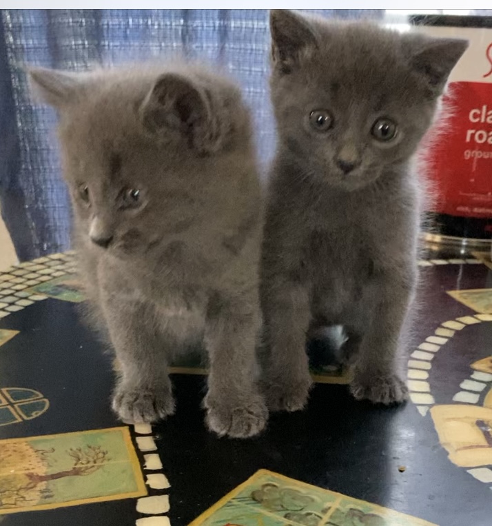 BEEBEE and BOBO, Adopted, Kitten Female Russian Blue.