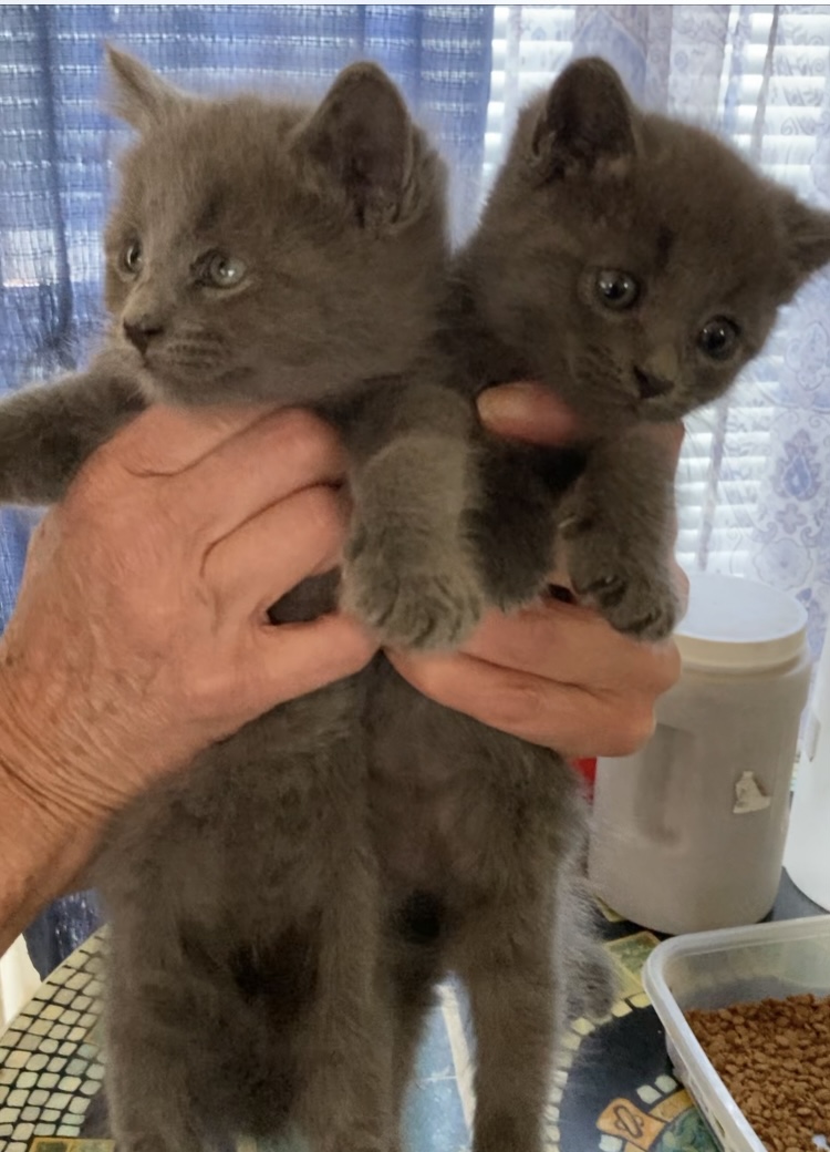 BEEBEE and BOBO, a Adopted Russian Blue in santa monica , CA image 5/6