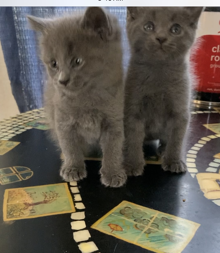 BEEBEE and BOBO, a Adopted Russian Blue in santa monica , CA image 2/6