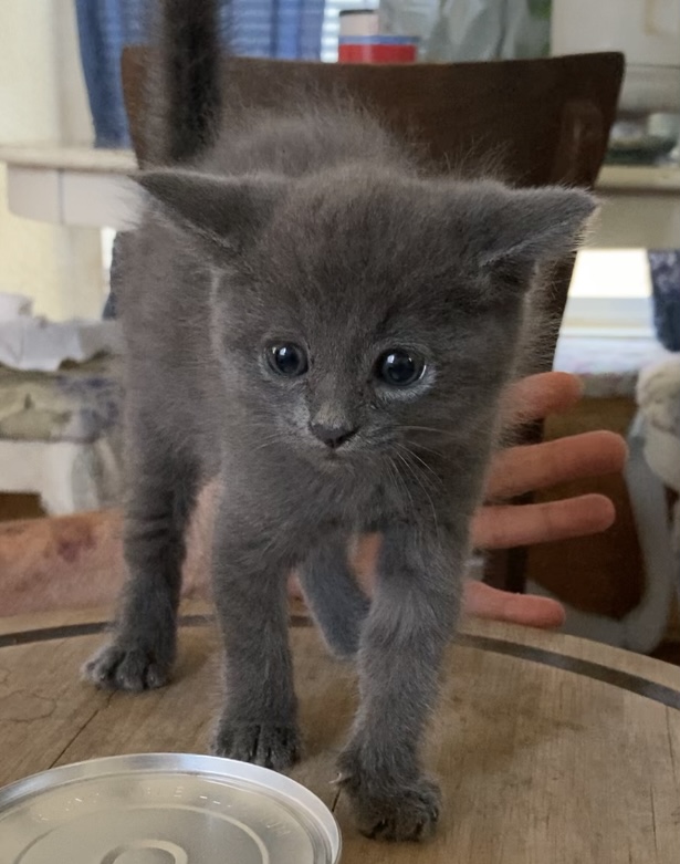 BEEBEE and BOBO, a Adopted Russian Blue in santa monica , CA image 4/6