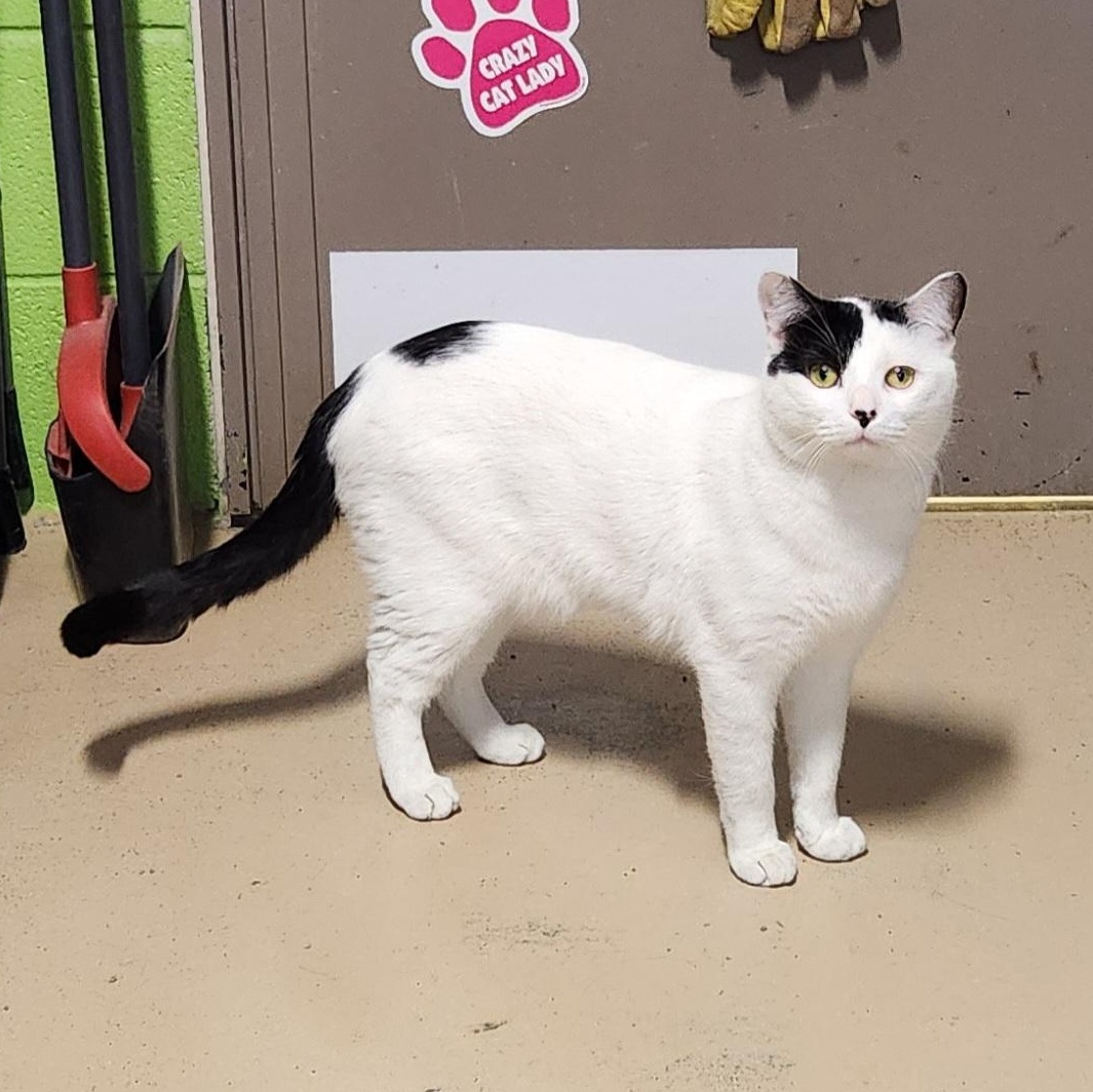 Enlarge Skully, an adopted mixed breed in Bolingbrook, IL image 3/4