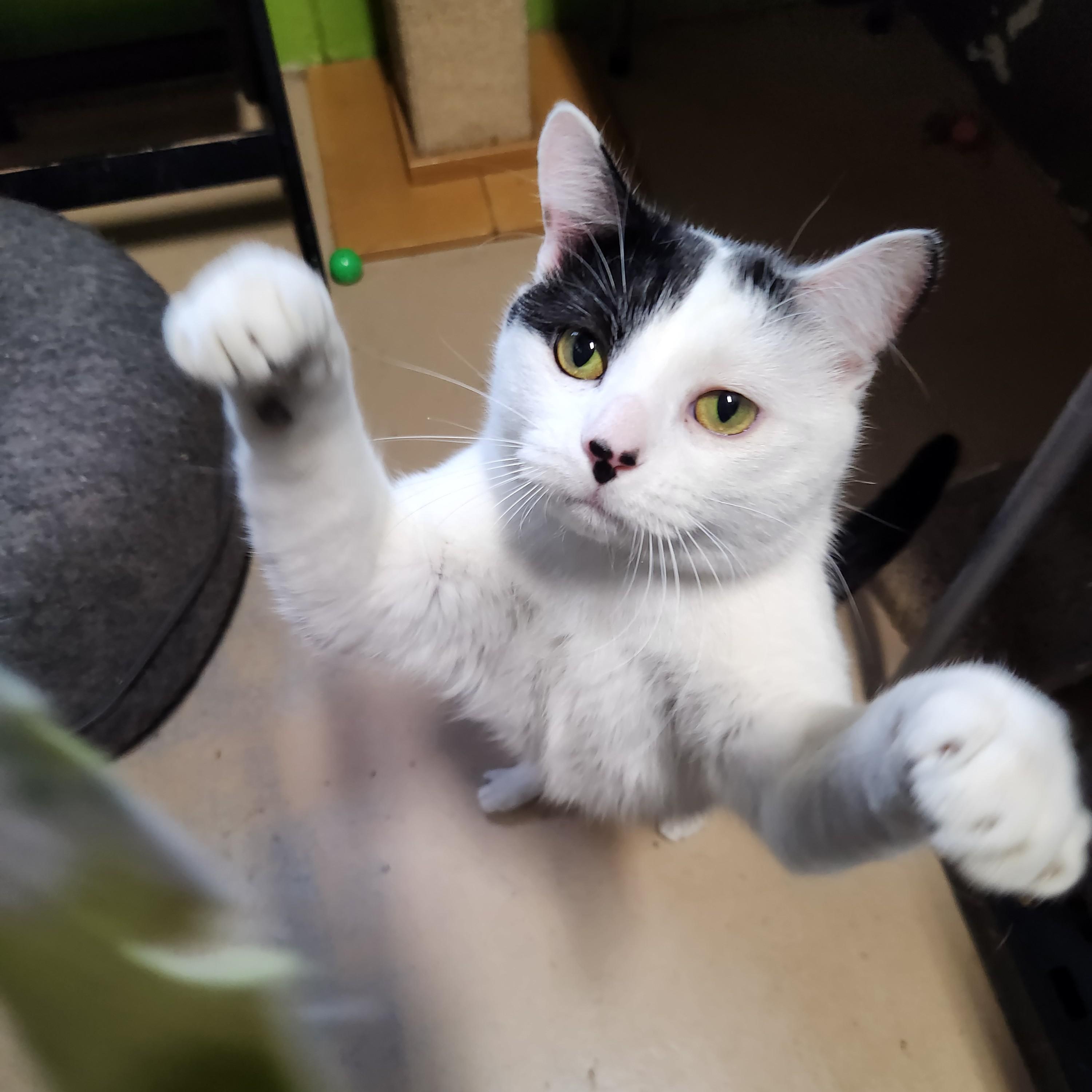 Enlarge Skully, an adopted mixed breed in Bolingbrook, IL image 2/4