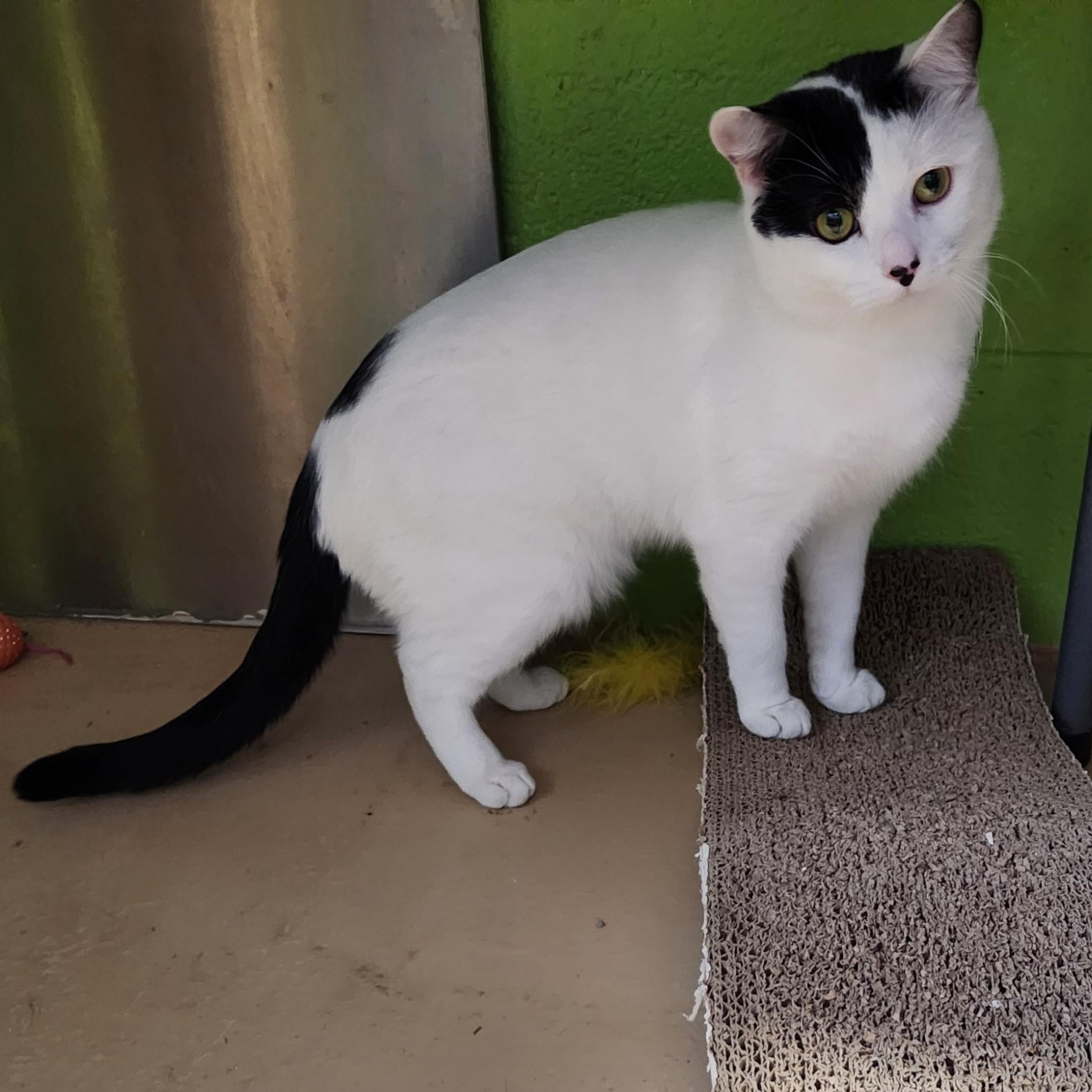 Skully, ADOPTABLE, Adult Male Domestic Short Hair.