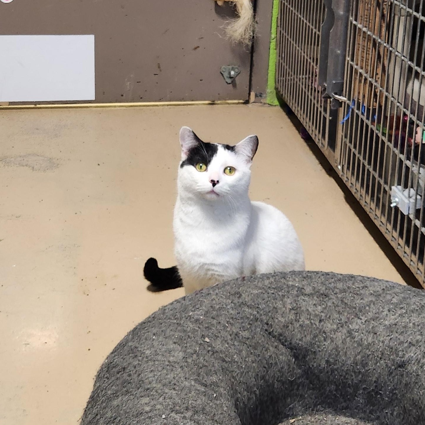 Enlarge Skully, an adopted mixed breed in Bolingbrook, IL image 4/4