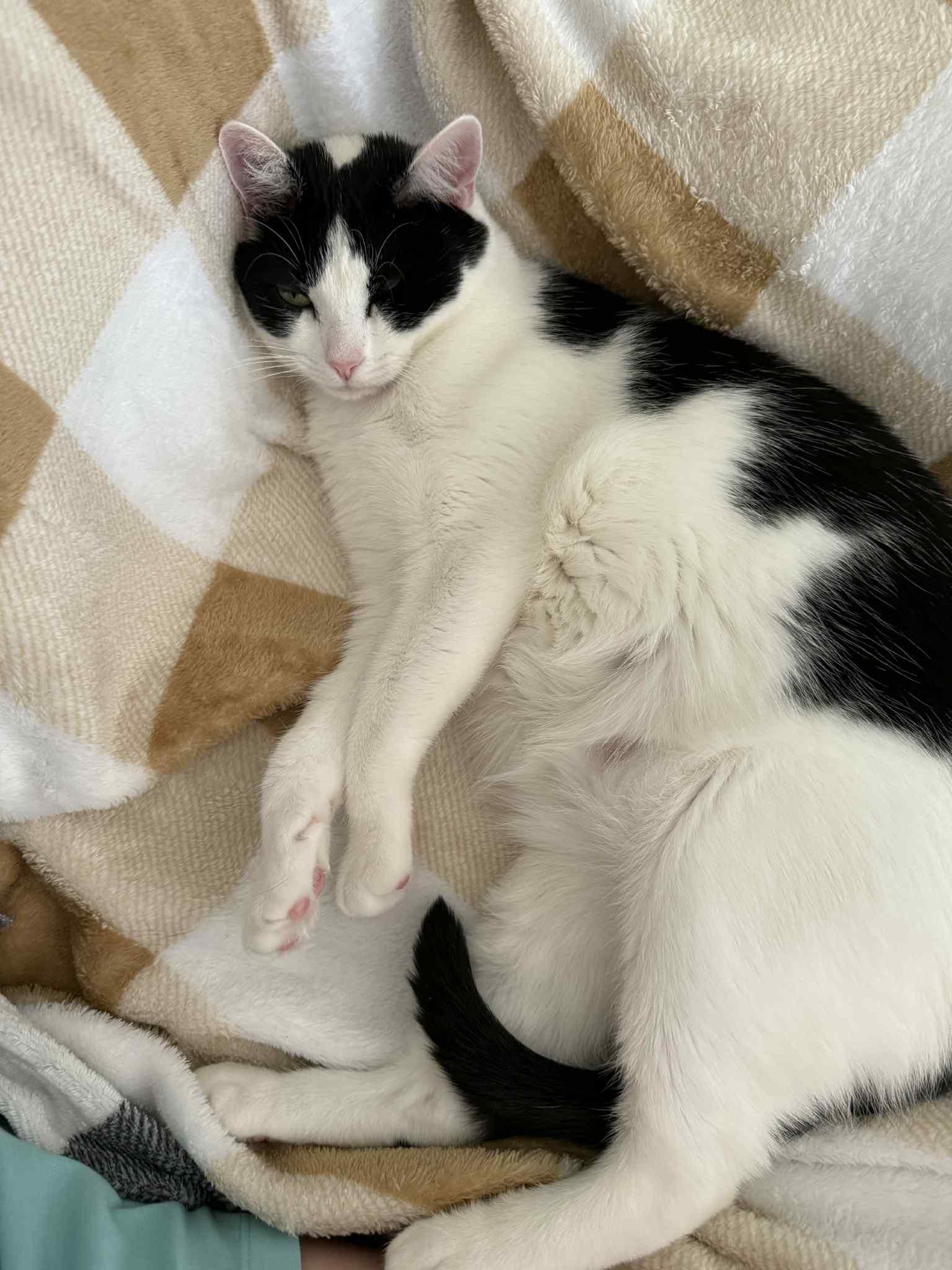 Bandit, a Adoptable Domestic Short Hair in Oakboro , NC image 1/3