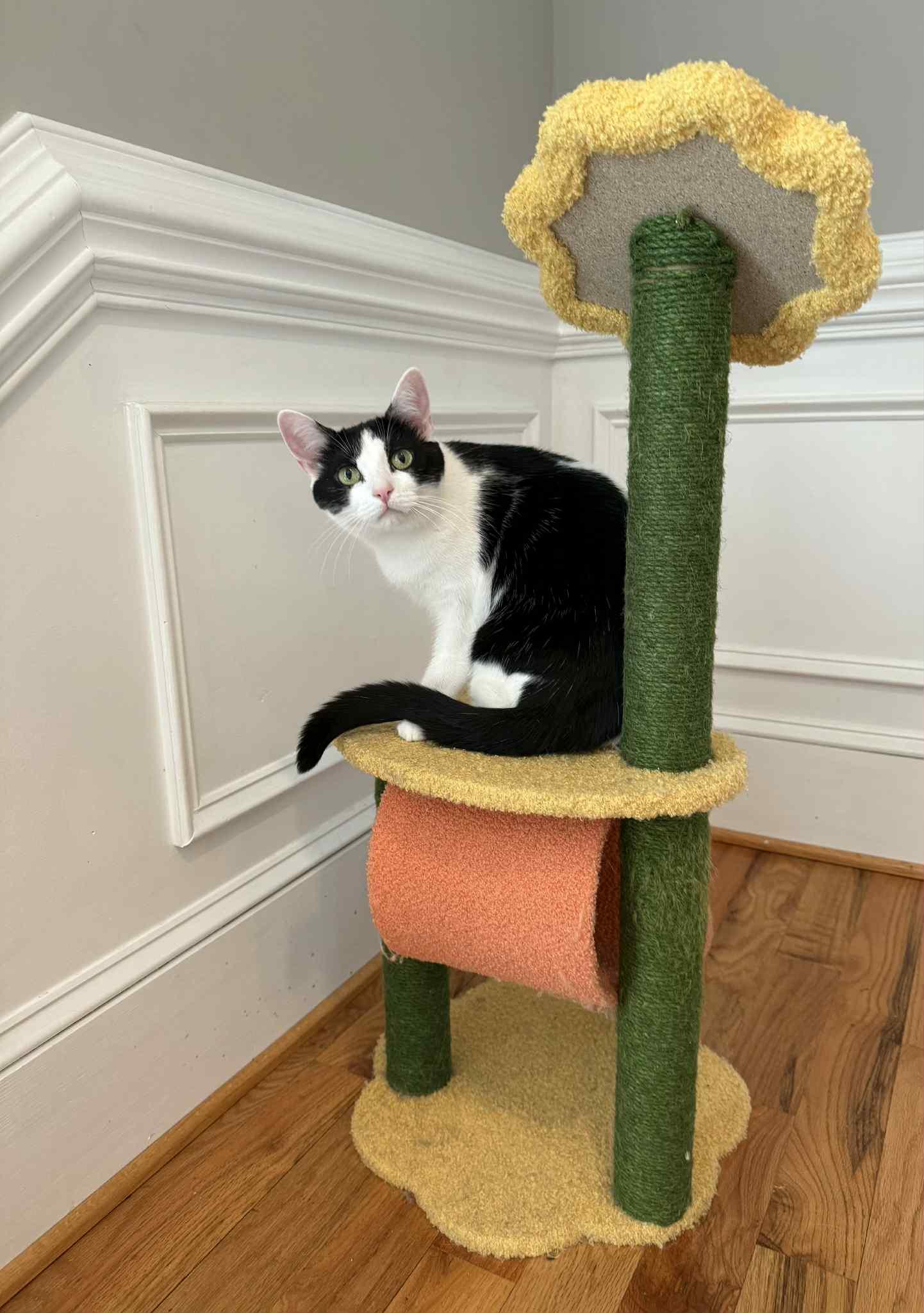 Bandit, a Adoptable Domestic Short Hair in Oakboro , NC image 2/3