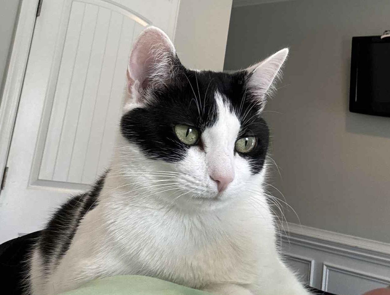 Bandit, a Adoptable Domestic Short Hair in Oakboro , NC image 3/3