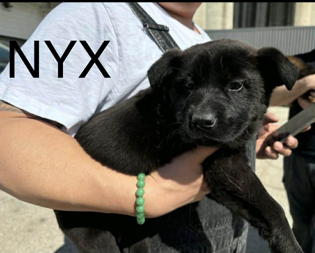 Nix, adopted, Puppy Male Shepherd.