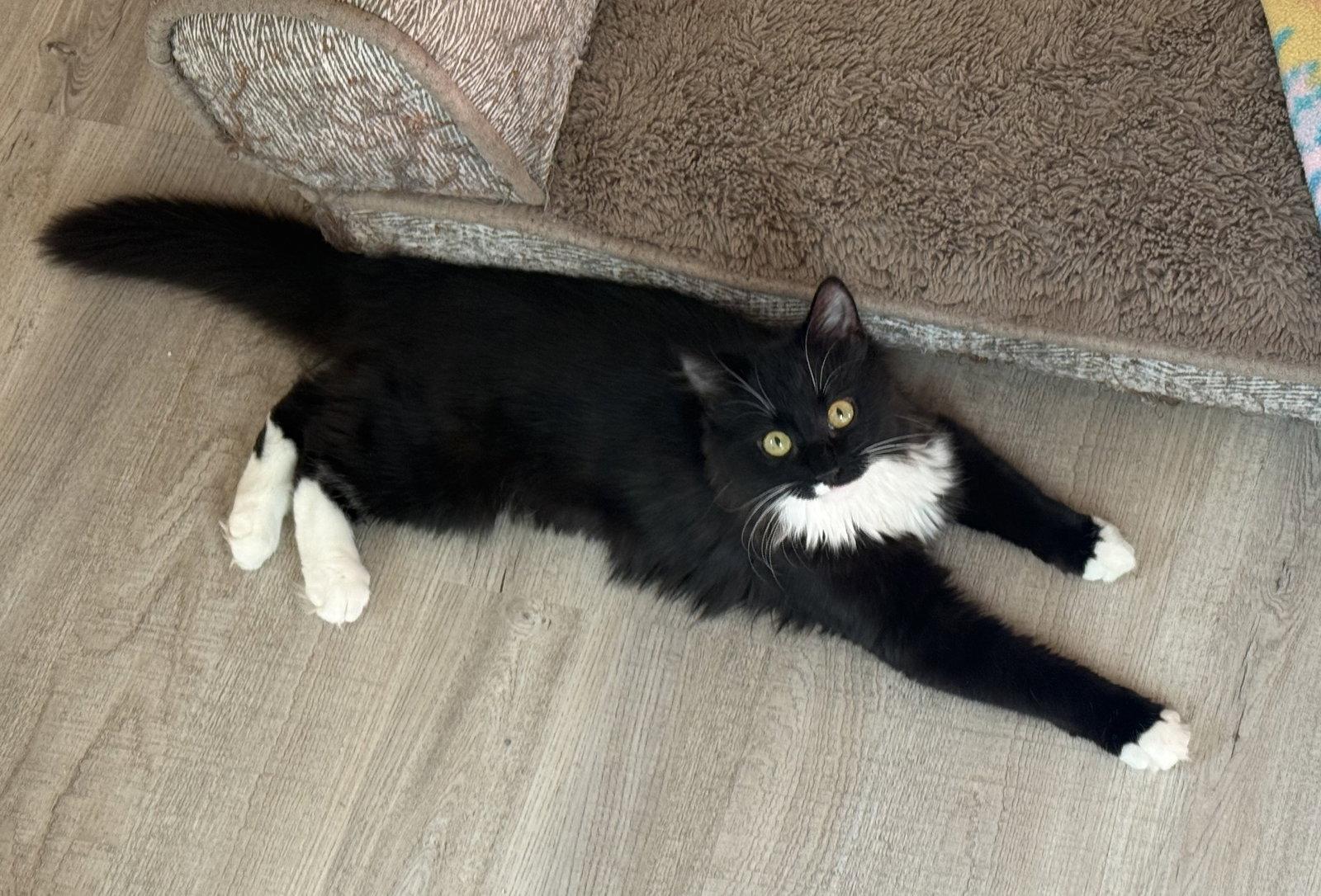 Enlarge Athena, a Adopted mixed breed in Hockessin, DE image 1/3