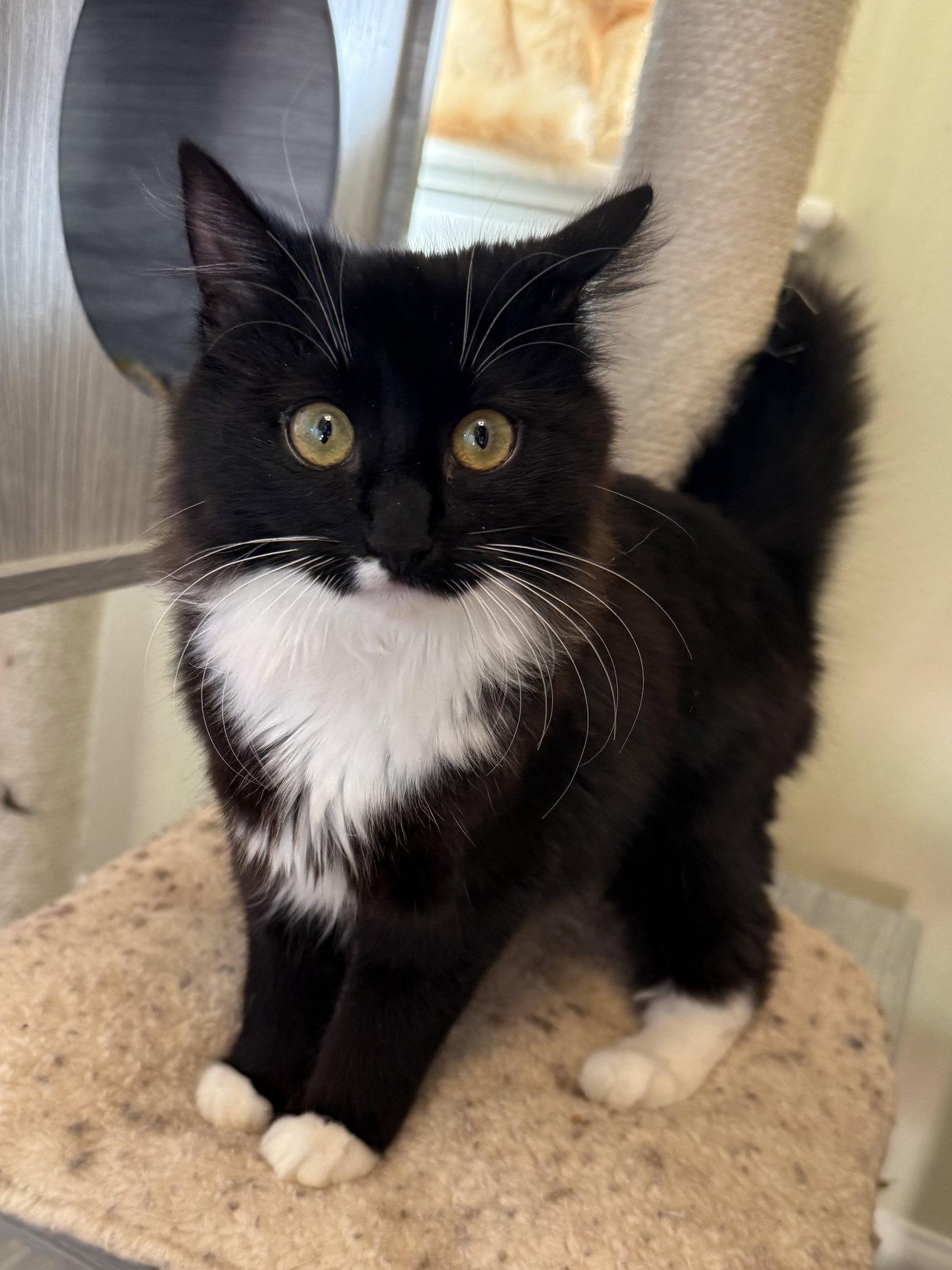 Enlarge Athena, a Adopted mixed breed in Hockessin, DE image 2/3