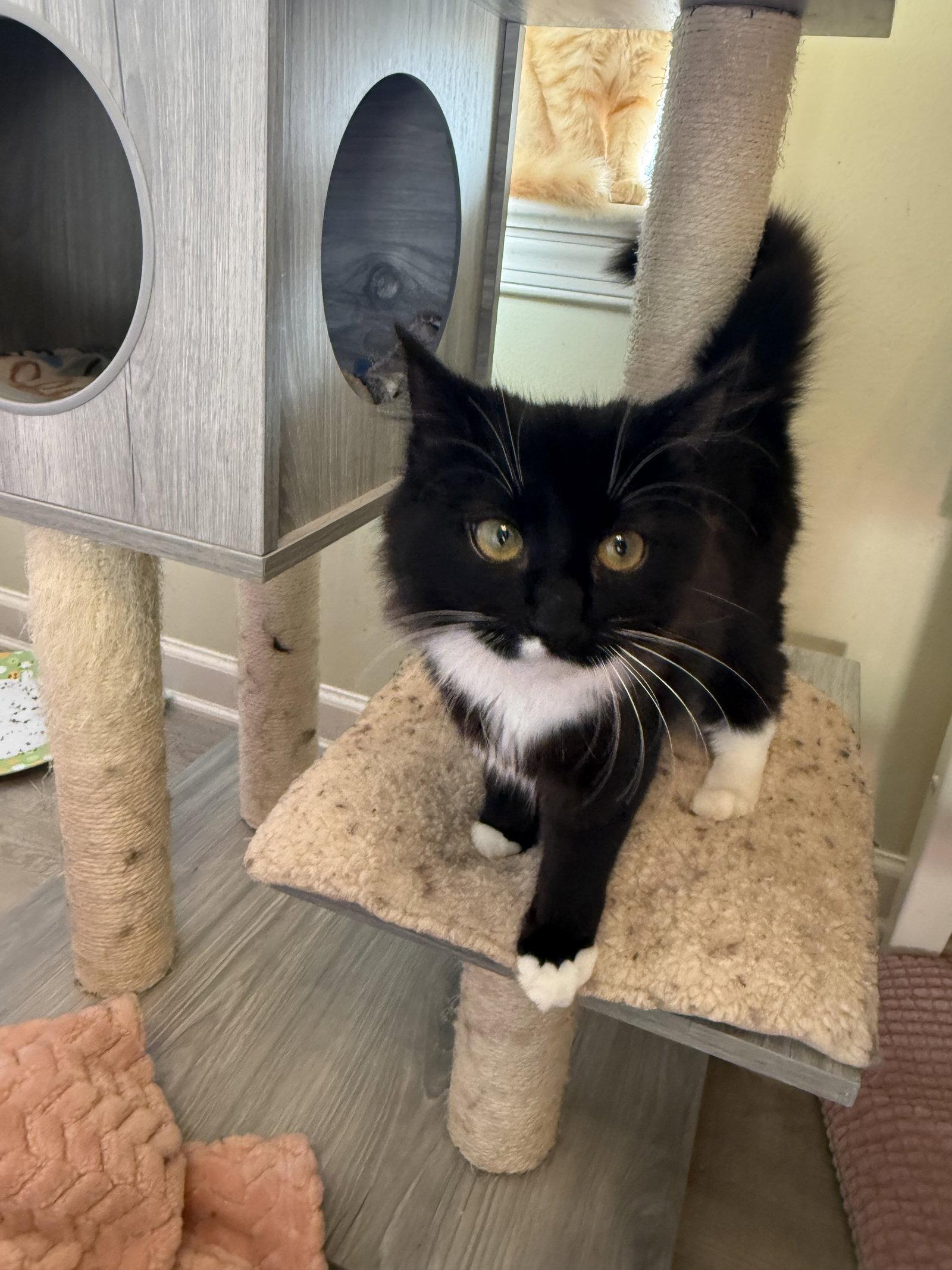 Enlarge Athena, a Adopted mixed breed in Hockessin, DE image 3/3