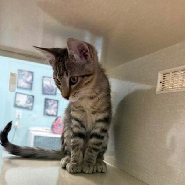 Enlarge Poblano, a Adoptable Domestic Short Hair in Show Low, AZ image 3/4
