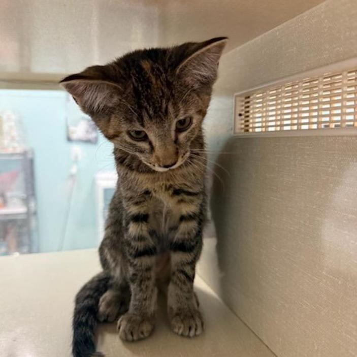 Enlarge Poblano, a Adoptable Domestic Short Hair in Show Low, AZ image 4/4