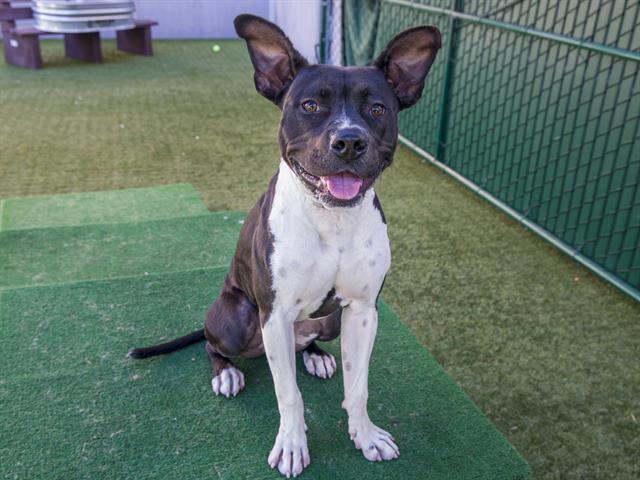 MARLENE, Adoptable, Young Female Pit Bull Terrier & Mixed Breed.