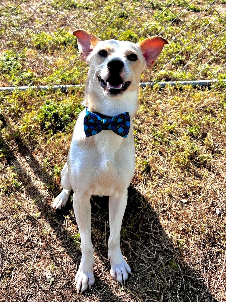 Gravy, Adoptable, Young Male Mixed Breed.
