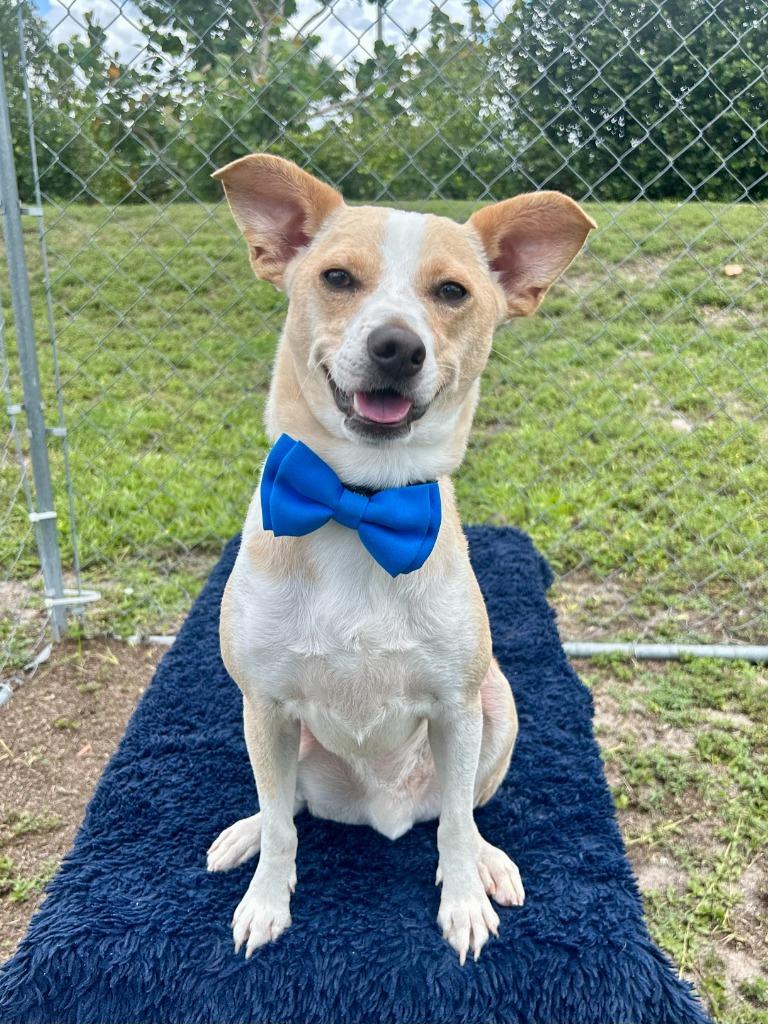 Gravy, a Adoptable mixed breed in Cape Coral, FL image 4/5
