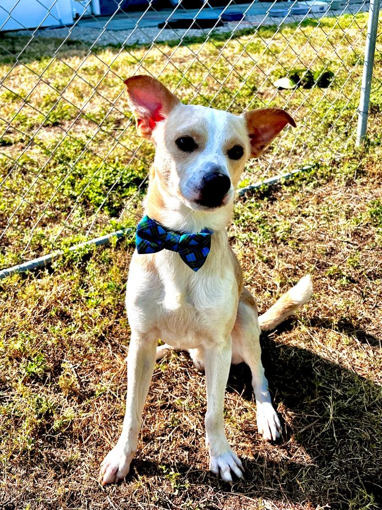 Enlarge Gravy, a Adoptable mixed breed in Cape Coral, FL image 4/4
