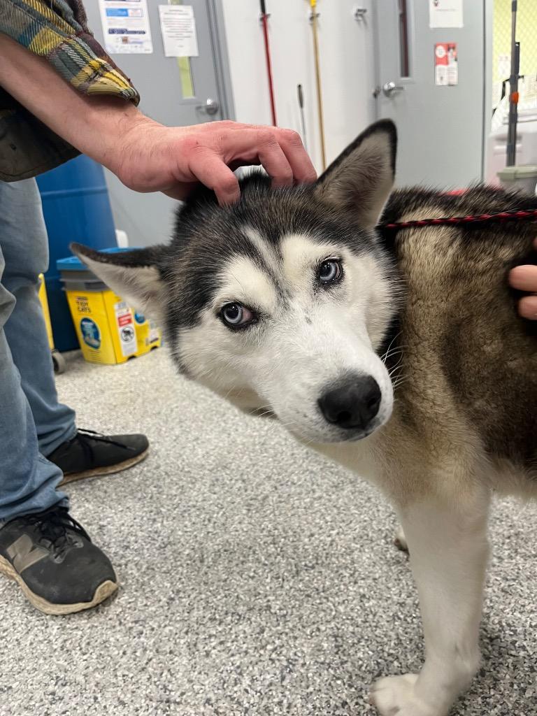 Enlarge Iris, a Adoptable Husky in Auburn, IN image 1/1