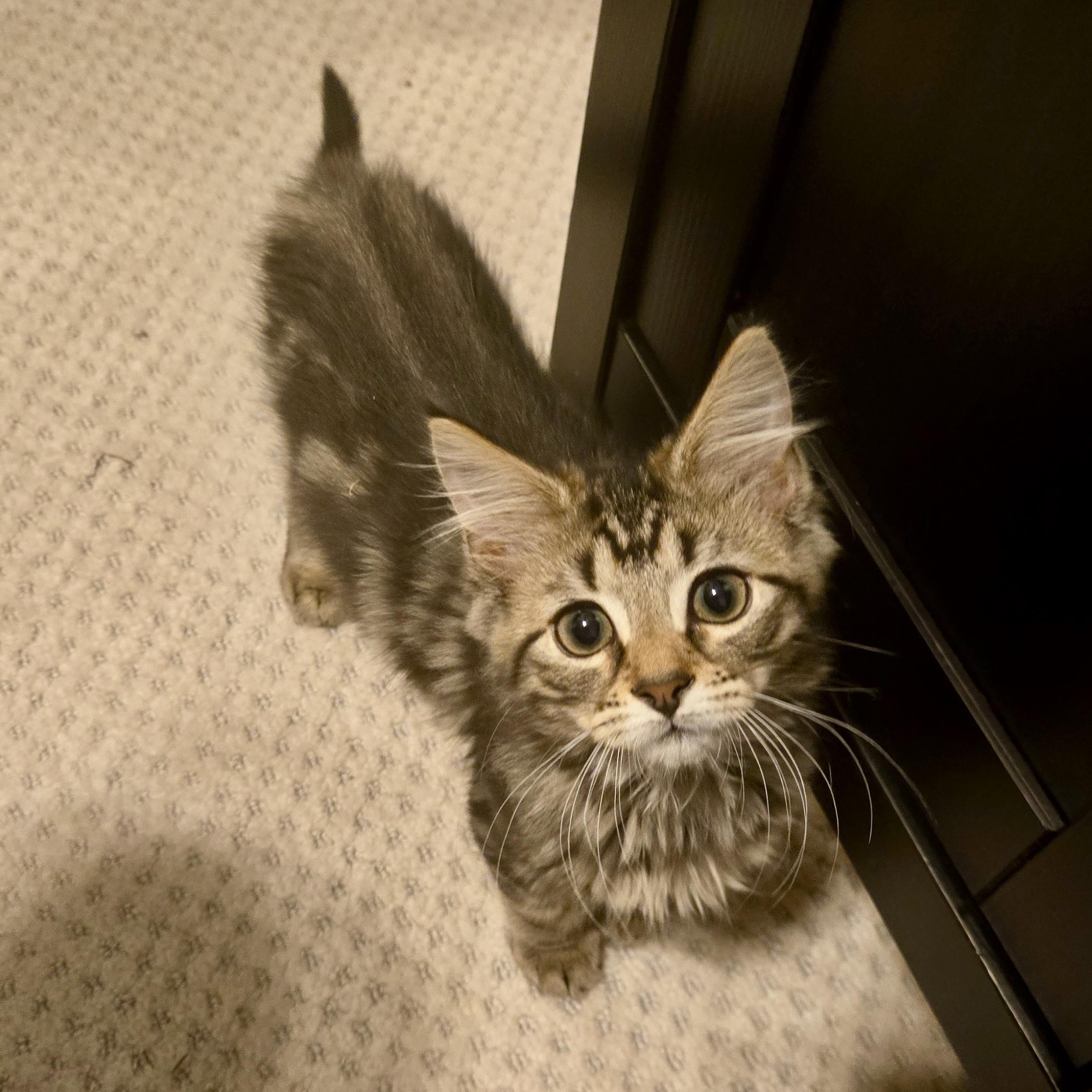 Enlarge Tony Soprano, a Adoptable Domestic Long Hair in Avondale Estates, GA image 5/5