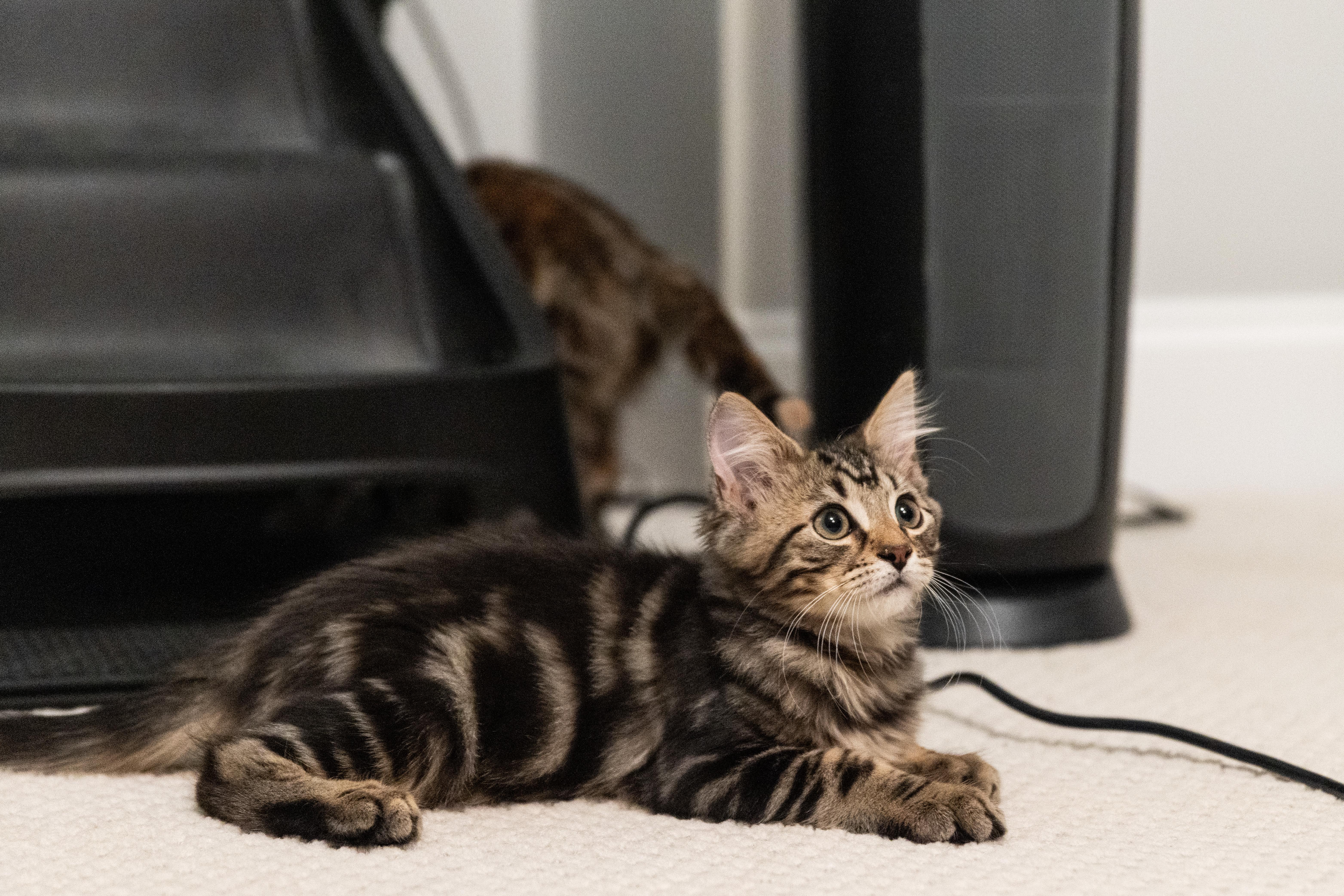 Enlarge Tony Soprano, a Adoptable Domestic Long Hair in Avondale Estates, GA image 4/5