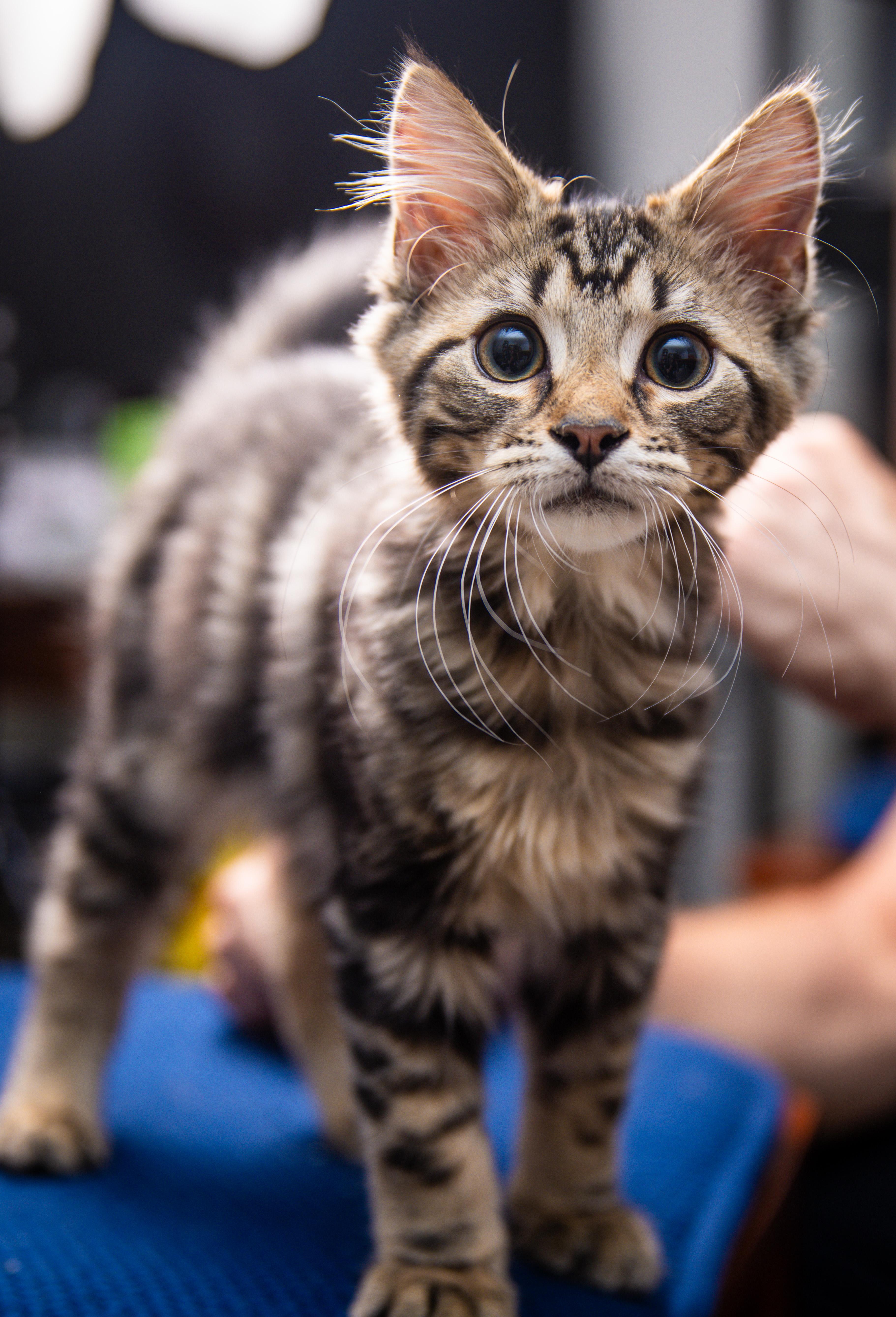 Tony Soprano, Adoptable, Kitten Male Domestic Long Hair.