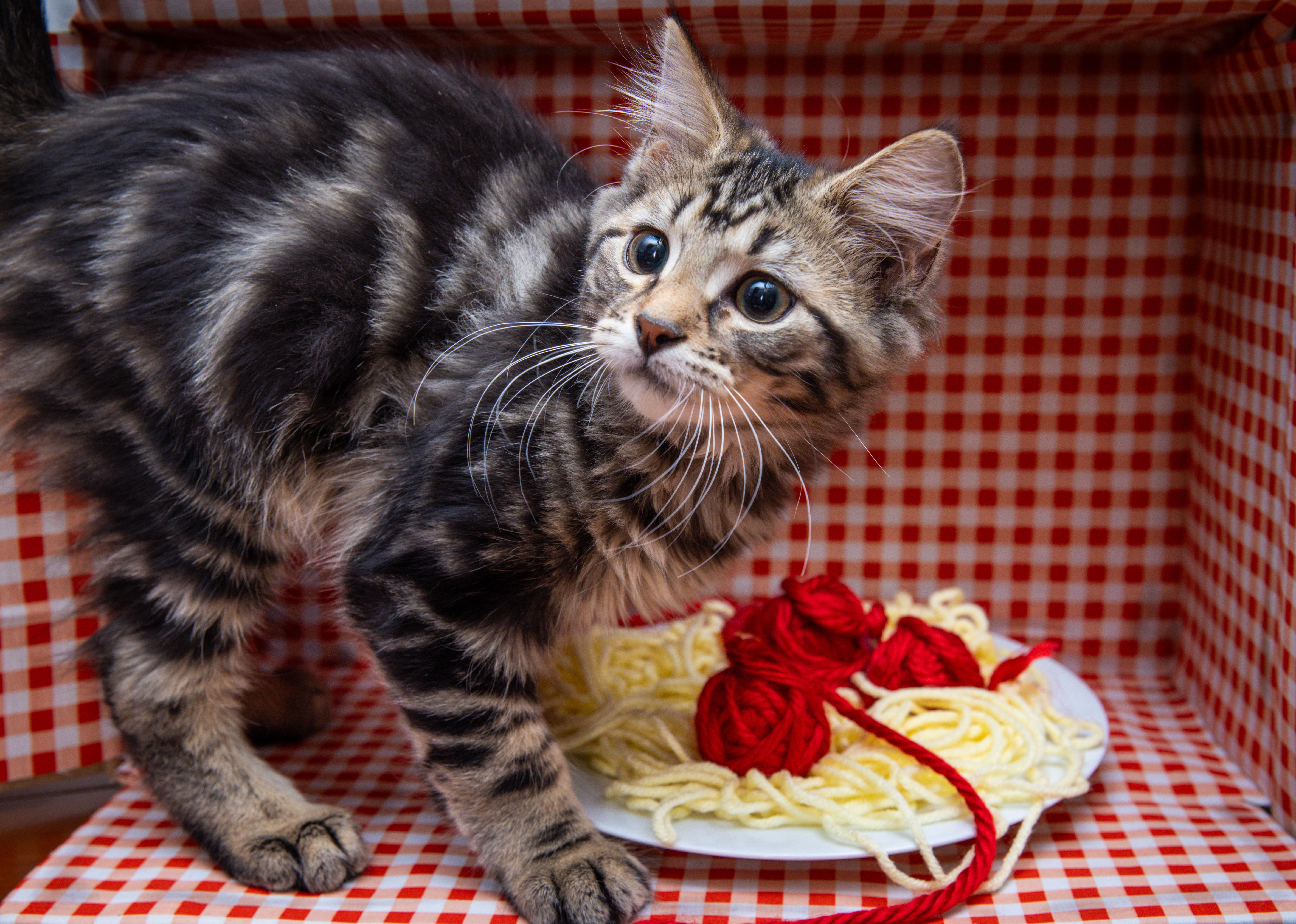 Enlarge Tony Soprano, a Adoptable Domestic Long Hair in Avondale Estates, GA image 2/5