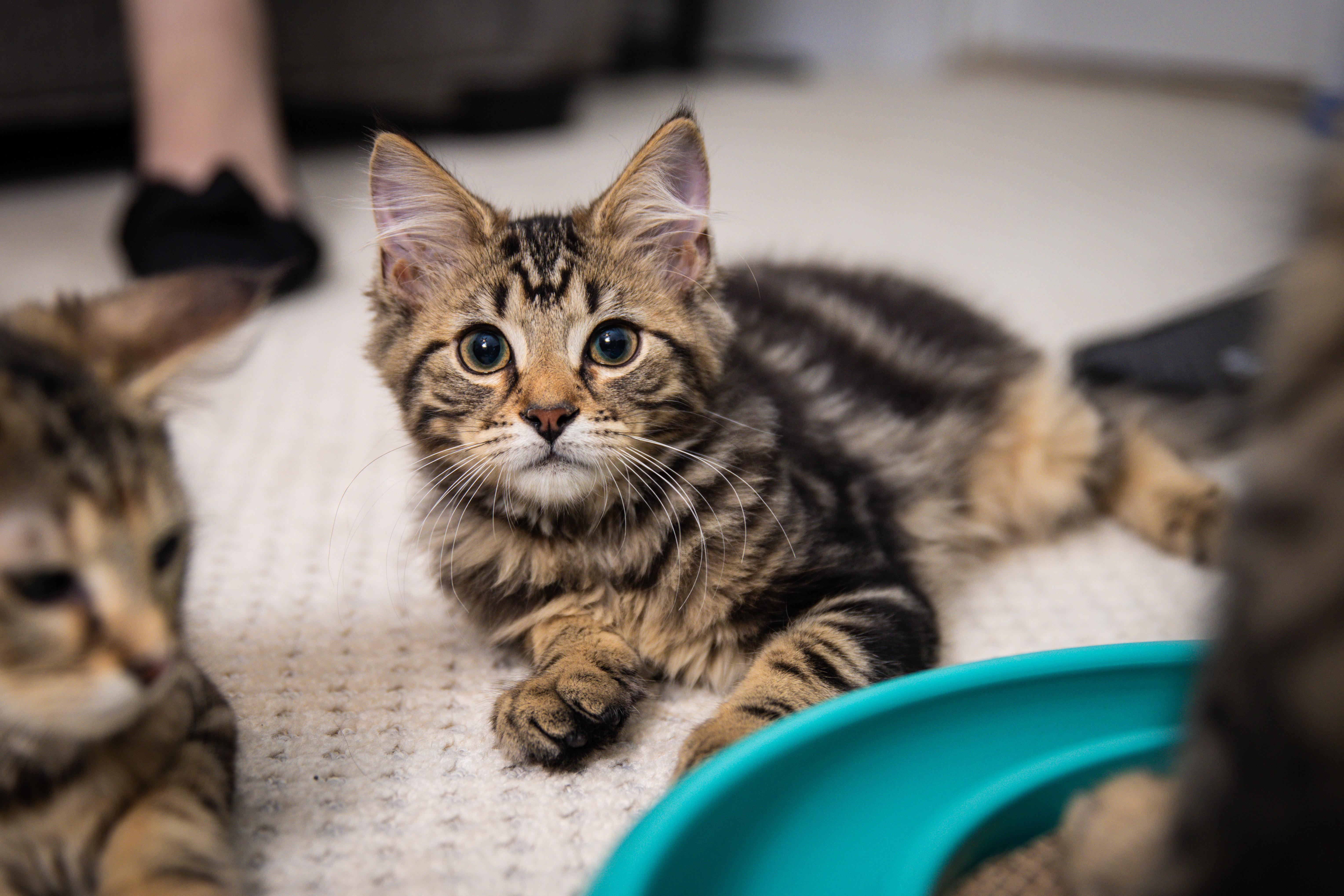 Enlarge Tony Soprano, a Adoptable Domestic Long Hair in Avondale Estates, GA image 3/5