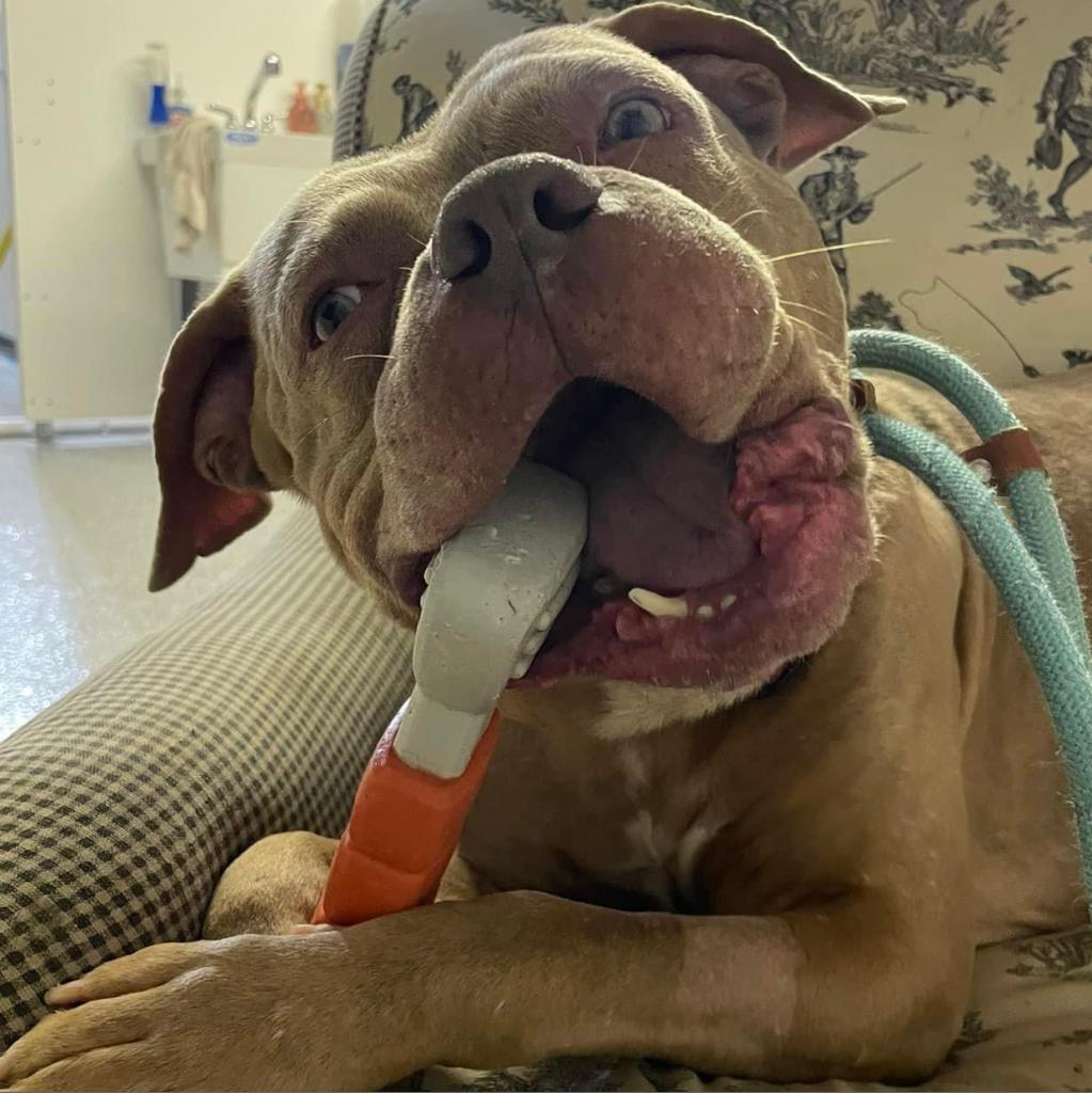 Enlarge Pritchett, a Adoptable Pit Bull Terrier in Spring Hill, KS image 1/6