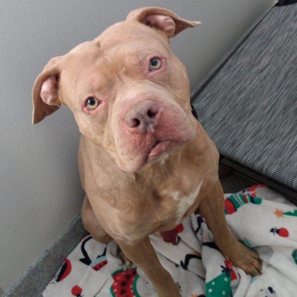 Enlarge Pritchett, a Adoptable Pit Bull Terrier in Spring Hill, KS image 2/6