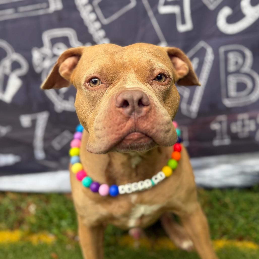 Enlarge Pritchett, a Adoptable Pit Bull Terrier in Spring Hill, KS image 3/6