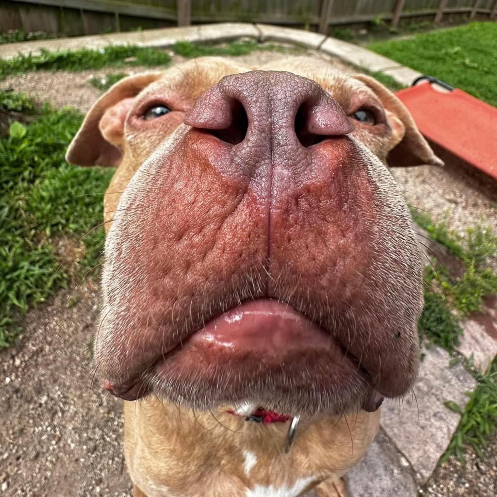 Enlarge Pritchett, a Adoptable Pit Bull Terrier in Spring Hill, KS image 4/6