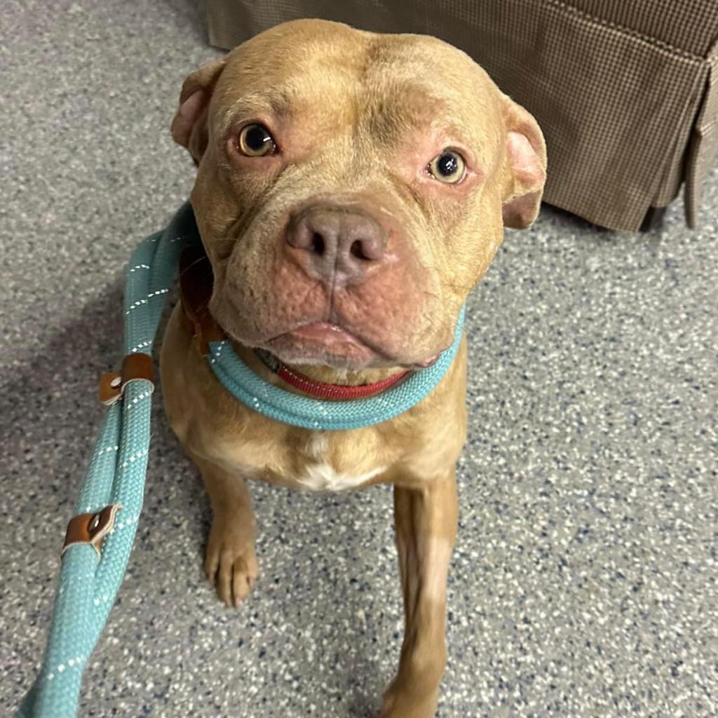 Enlarge Pritchett, a Adoptable Pit Bull Terrier in Spring Hill, KS image 5/6