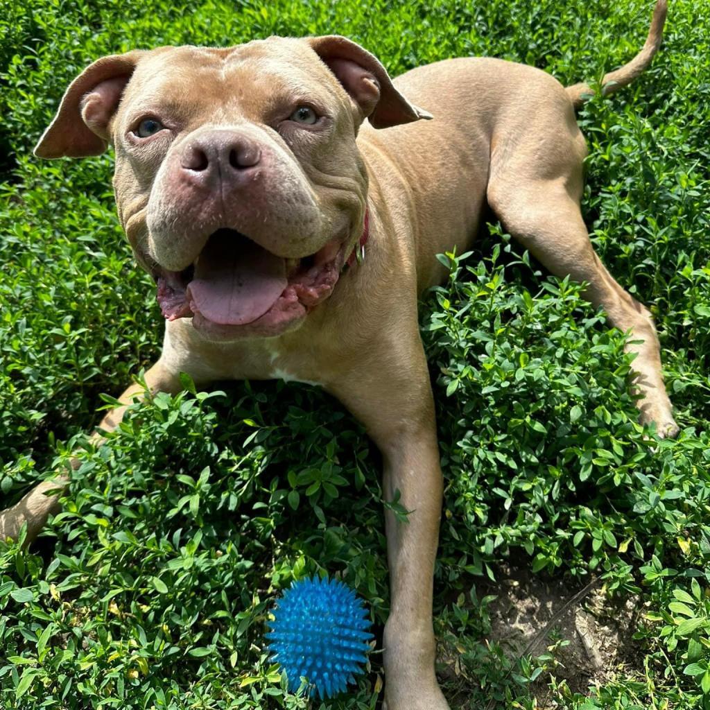 Enlarge Pritchett, a Adoptable Pit Bull Terrier in Spring Hill, KS image 6/6