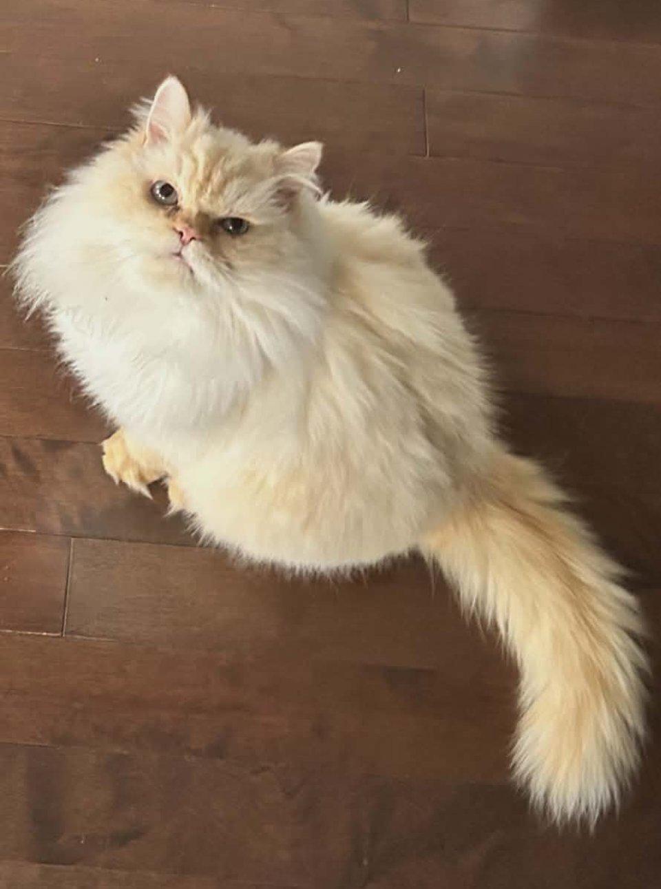 Sasha, adoptable, Senior Male Himalayan.