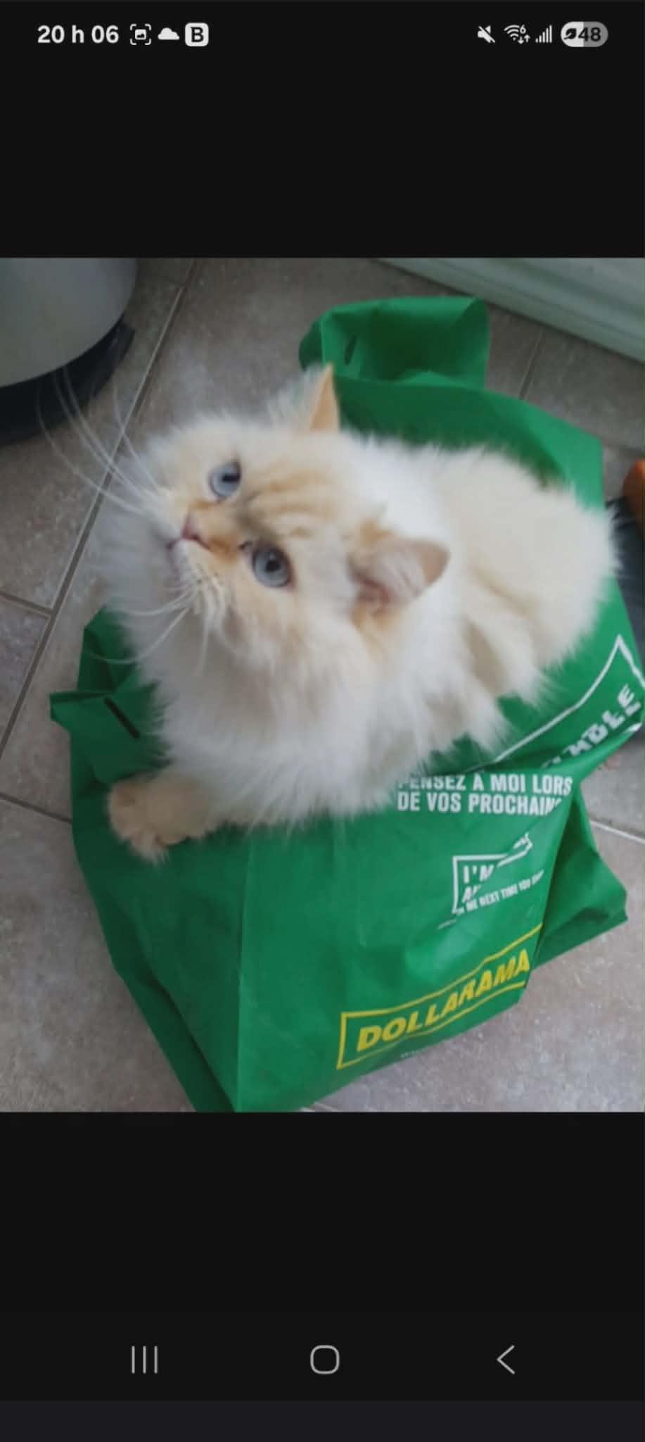 Sasha, an adoptable Himalayan in Montreal, QC image 6/6